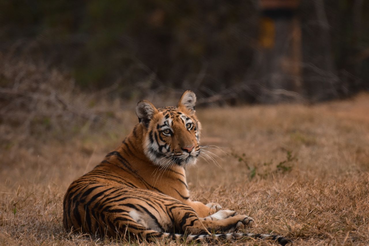 Nature & Wildlife