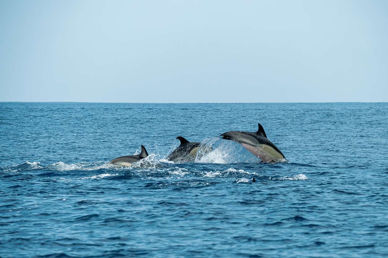 Lovina Dolphin Watching