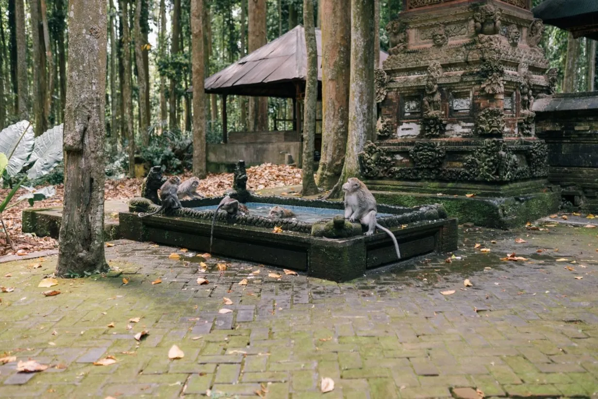 Monkey Forest Ubud Bali