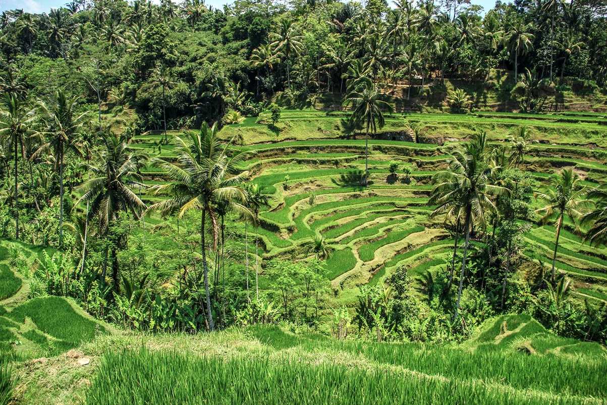 Rice Terrace Bali