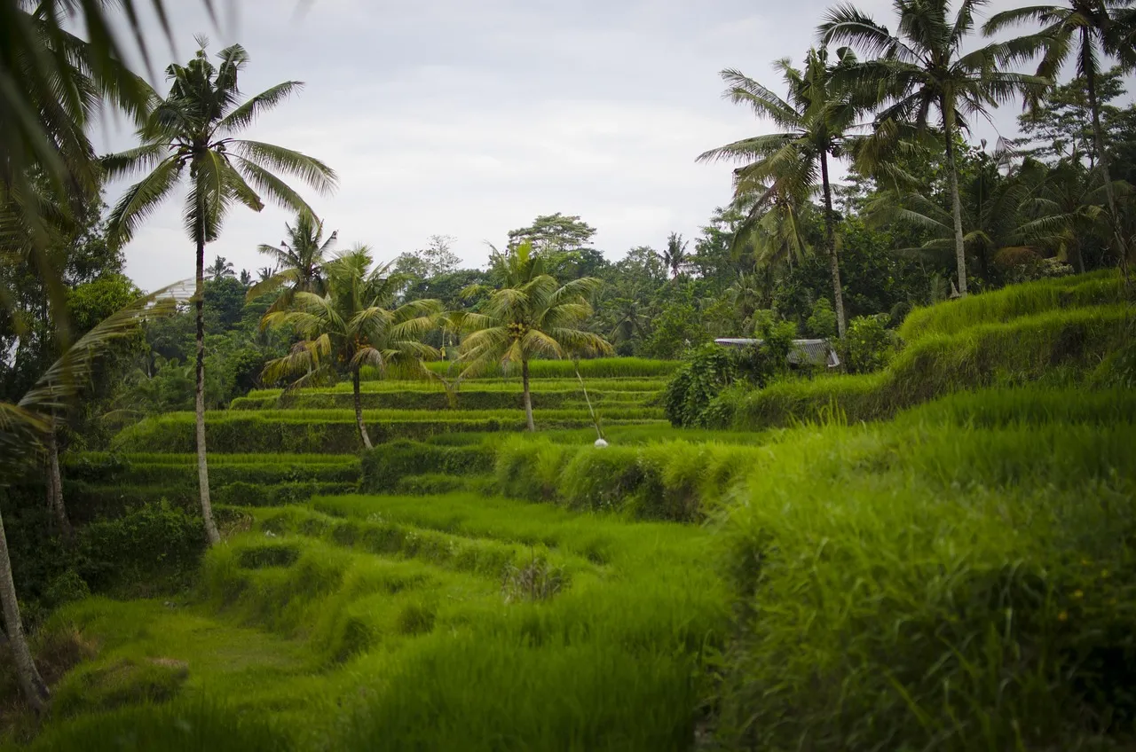 Rice Terrace in Bali