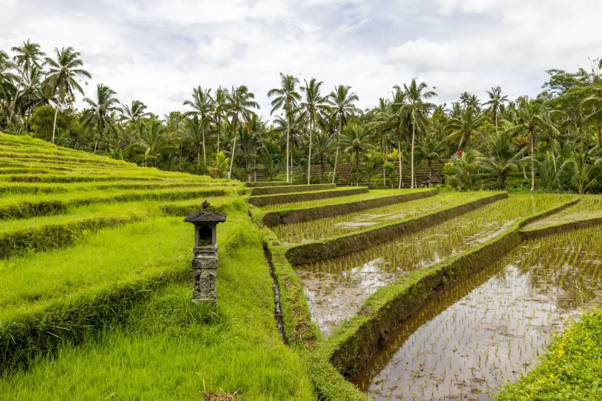 Leisure Day & Transfer to Ubud Villa