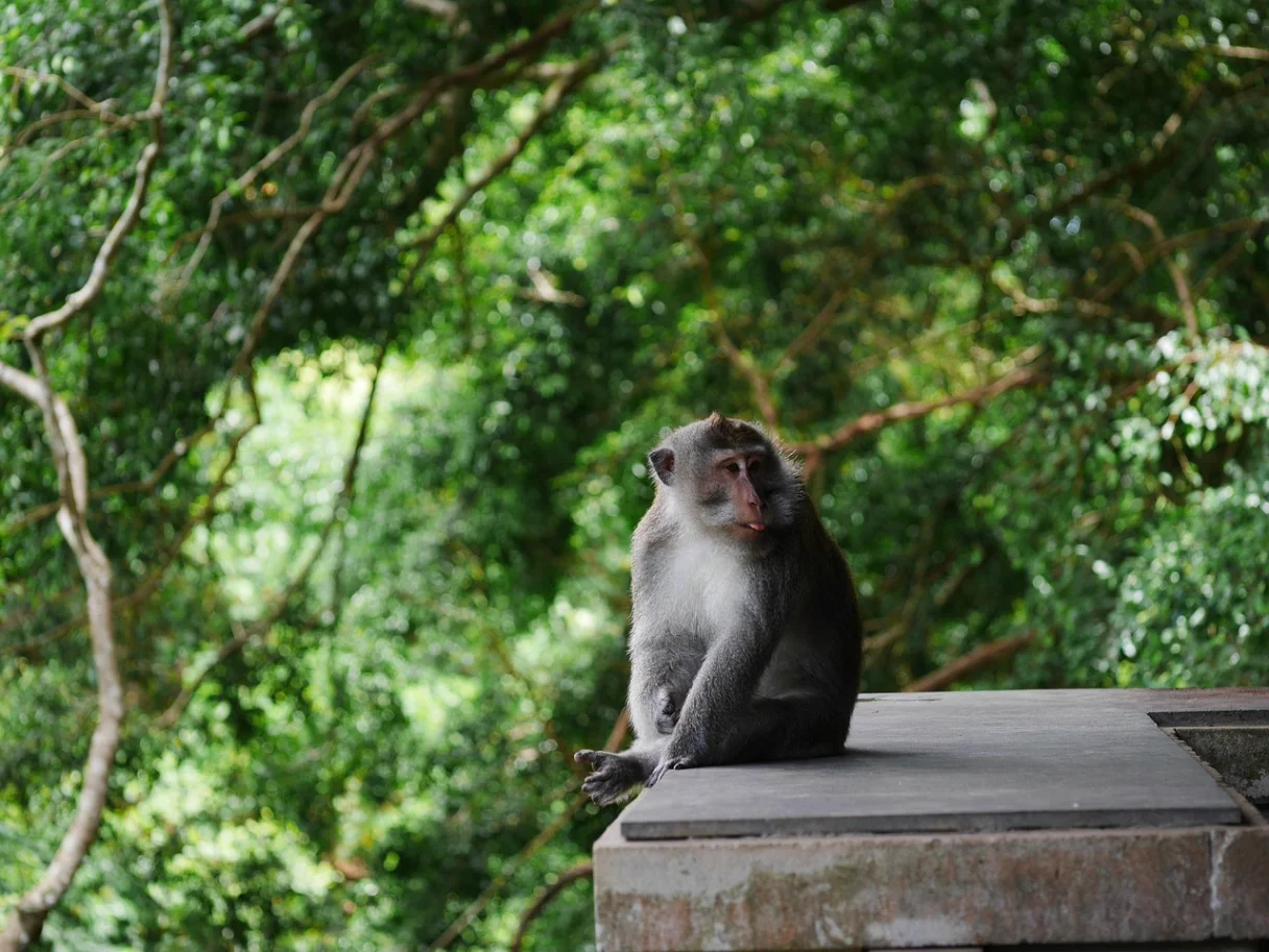 The Sacred Monkey Forest in Ubud, Bali 