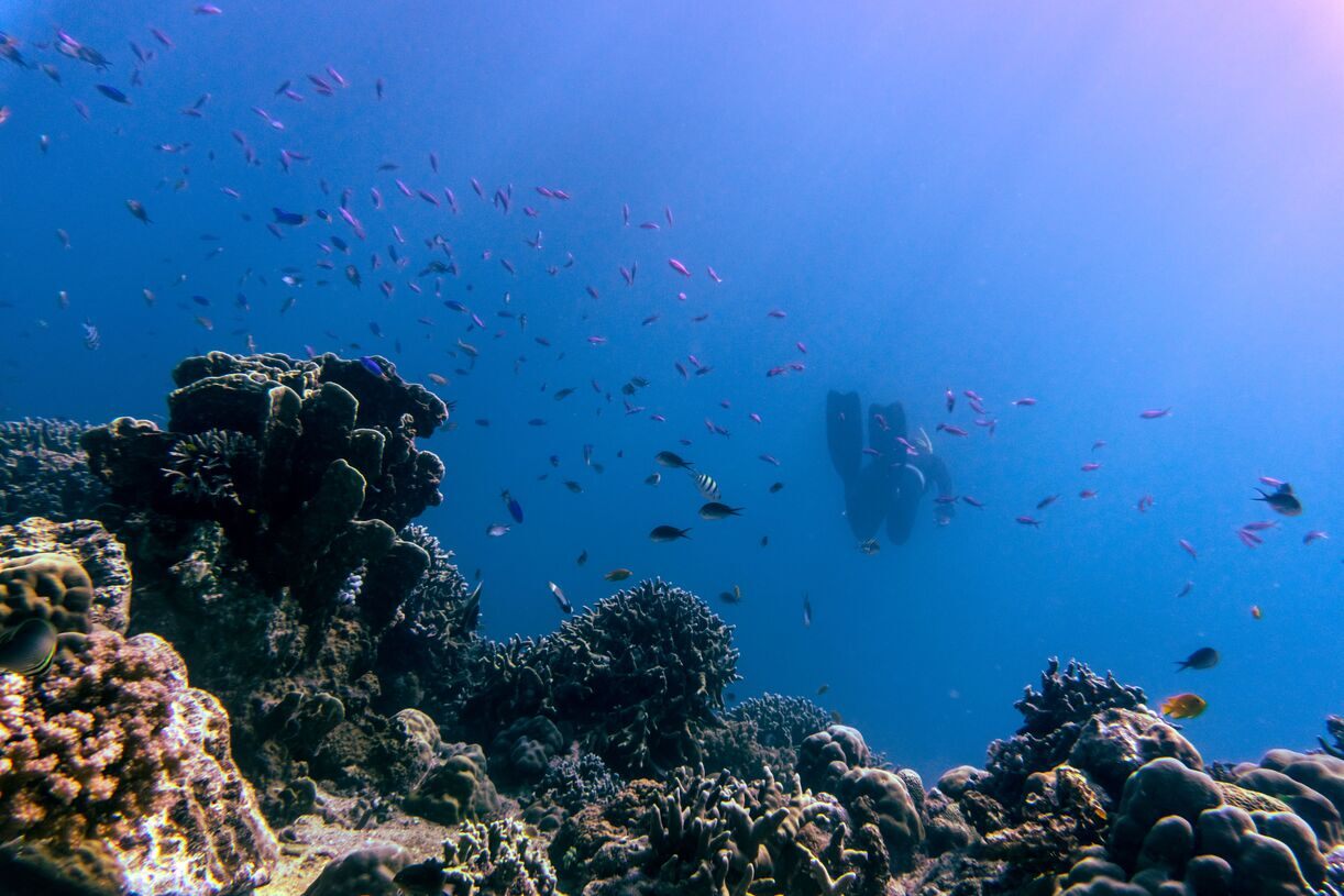 Moalboal Marine Life & Badian Adventures