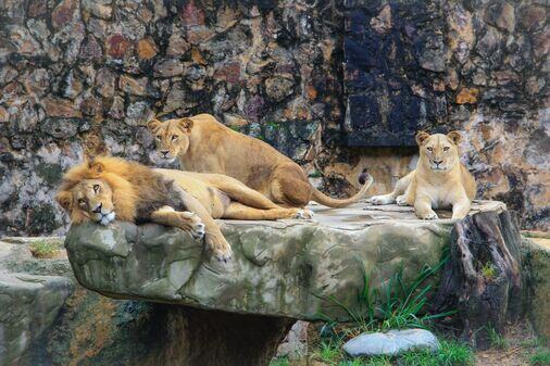 Safari World Bangkok Adventure